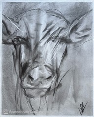Cow Face Close Up 11×14 Pastel on Paper Rustic Farm Animal Art