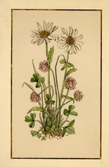 Marguerite Red Clover Flower Plant Study Signed Watercolour Early 20th Century