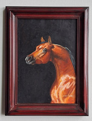 Original Oil Painting Arabian Stallion Horse Portrait Hand Painted Signed Carey