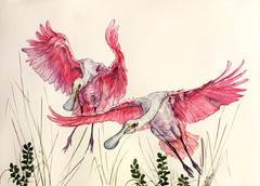 Pink Spoonbill Birds Coastal Original Watercolor Painting Hand Painted Bird Art
