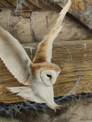 PETER SMITH KENDAL ARTIST ORIGINAL WATERCOLOUR BARN OWL WILDLIFE PAINTING, 1988.