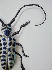 Original Art Acrylic Painting Beetle Animal Insect Bug Size 9 x 12 inches