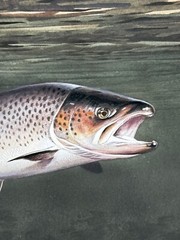 Sporting Painting Sea Trout Nearly Hooked The Silver Zulu Fly By Roger McPhail