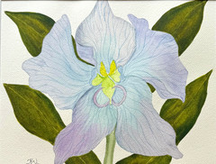 PAINTING WATERCOLOR 11X14 AND MAT 16X20 FLOWER ORCHID BLUE PURPLE LAVENDER GREEN