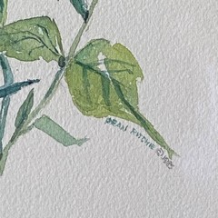 Original Watercolor Painting Flower Nature Theme Framed Signed Fran Ritchie Yost