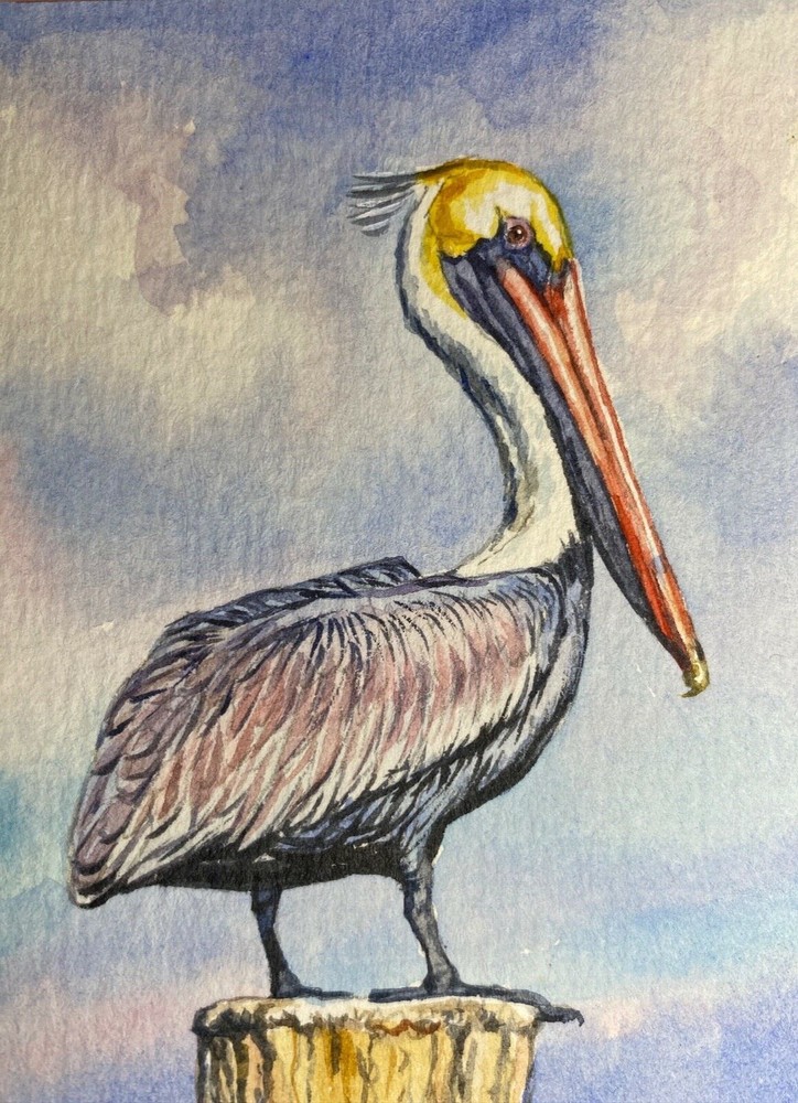 Watercolor Painting Pelican SeaBird Bird ACEO Art