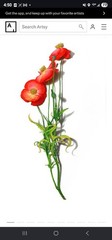 Stem Drawing Red Poppy No. 1 – David Morrison – 2025 – Pencil On Paper