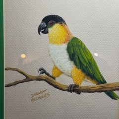 Deborah Helmonds Original Parrot Painting Framed Black-Headed Caique Bird Art