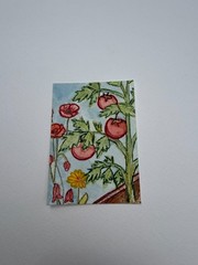 Original ACEO Watercolor Series Vegetable Garden Poppy PaletteandPage Tomatoes
