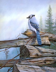 Canvas Print Bird Blue jay Oil painting Picture Giclee Printed on canvas L644