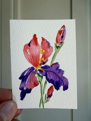 ACEO Original iris flower, abstract botanical illustration floral 2.5×3.5in