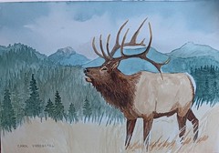 Original watercolor painting fall autumn wildlife bull elk Carol Proebstel