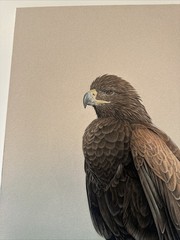 REALIST PAINTING EAGLE BIRD REALISM LARRY HUNT EXHIBITED NATURE WESTERN ARTIST