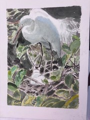 Egret Mom and Babies, Delray Bch / orig. w/c / 9″ x 12″ / Mimi Davis, Artist