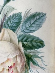 School of Joseph REDOUTE (1759-1840) White Purple Rose Watercolor Vellum Museum