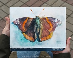 Original Butterfly Watercolor Painting, Red Admiral Colorful Bug Small Moth Art