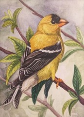 American Goldfinch art Original Watercolor Bird on a Branch Small Painting 5x7in