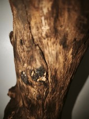 Large 3D Wooden BONSAI Art 110×117 cm – Handmade, Natural Wood, LED