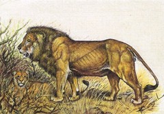 Hand Miniature Painting Of Lion Handmade Wildlife Art On Silk 8.5×6.5 Inches
