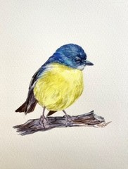 Eastern Yellow Robin Bird Watercolor Original Painting