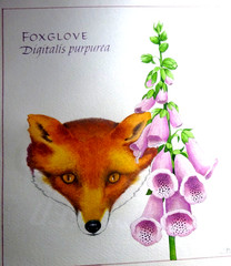 Original Watercolor Painting – Barbara Bash – Foxglove – Tiger Lilies Book 1984