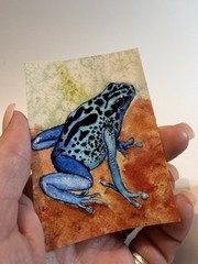 ACEO Tropical Blue splash Frog Print
