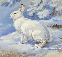 Orig Wildlife Art Painting Snowshoe Hare Seasonal Change by Walter Weber, Signed