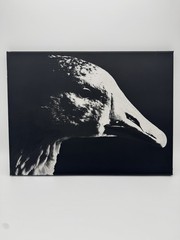 White Goose – Oil On Canvas 16×12 Original Artwork