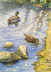 Original Watercolour Ducks on the Lake, 31-23cm, Watercolour Paper, Watercolour Paints