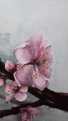 Sakura Original Watercolor Painting 11*15 inch Wall Decor Oriental Art
