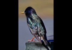 European Starling Digital Painting. 22 1/2” X 26” Framed Glossy Print.