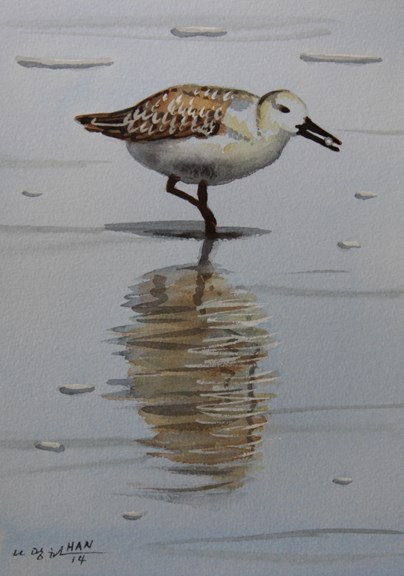 Sandpiper 10, Bird, Ocean, Original Watercolor Painting, Signed, Art, 9×13 inch