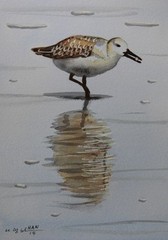 Sandpiper 10, Bird, Ocean, Original Watercolor Painting, Signed, Art, 9×13 inch