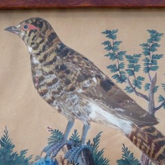 German Watercolor Bird Feather Painting „Die Birkhenne“ Framed Antique