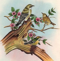 Sparrow Bird Miniature Painting Handmade Watercolor Paper Ethnic Folk India Art