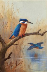 Nice Oil painting beautiful birds Kingfisher on branch the other one flying