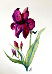 Original Purple Iris Watercolor Painting Floral Art Signed