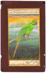Mughal Miniature Painting Of Beautiful Parrot Birds Art On Paper 6×9.5 Inches