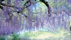 High Resolution Digital Photo Desktop Wallpaper Background l lavender field