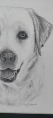 Original 14 x 11 Matted Labrador Dog Graphite Art Portrait Drawing