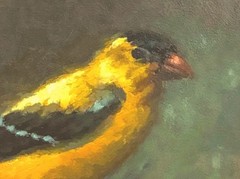 Goldfinch