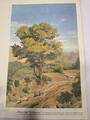 Ephemera Narrowleaf Cottonwood Painting And Description Ready To Frame By…