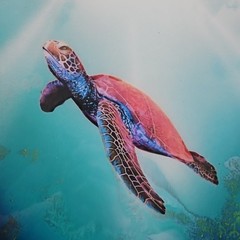Original Acrylic Painting Sea Turtle Realism Signed Canvas Contemporary Art
