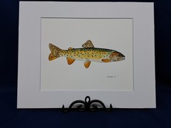 Bonneville Trout Original watercolor 8″x10″ in 11″x14″ acid free matt