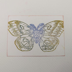 ACEO – Silk Moth, hand carved stamp & ink on paper. By Brooke Peterson