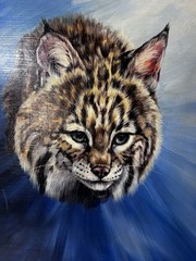 Framed Wildlife Art Bobcat Oil On Canvas Signed By Artist 26×23 Blue Background