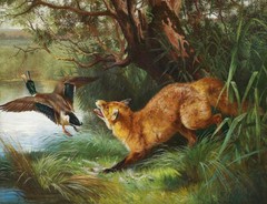 stunning oil painting handpainted on canvas-A Fox hunting grey duck