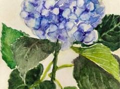 Original watercolor painting Blue hydrangea Floral Botanical wall art 7 x 7