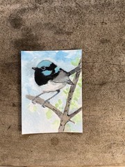 Aceo By Kenna Blue Fairy Wren Bird Painting 2.5” X 3.5” Signed Original
