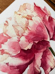 Original Watercolor Painting „Peony Bloom“21×30 cm,8.3×11.7 in